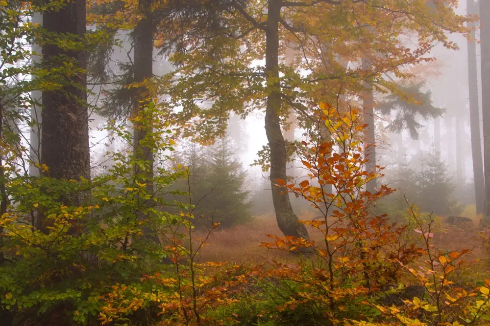 Herbstnebel-Bretterschachten