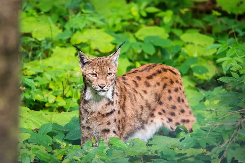 Luchs