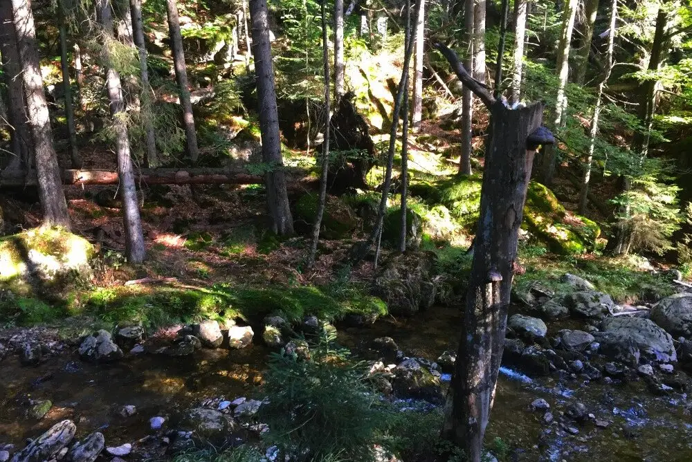 Riloch1